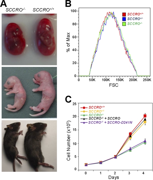 FIGURE 1.