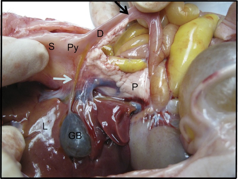 Fig. 1.