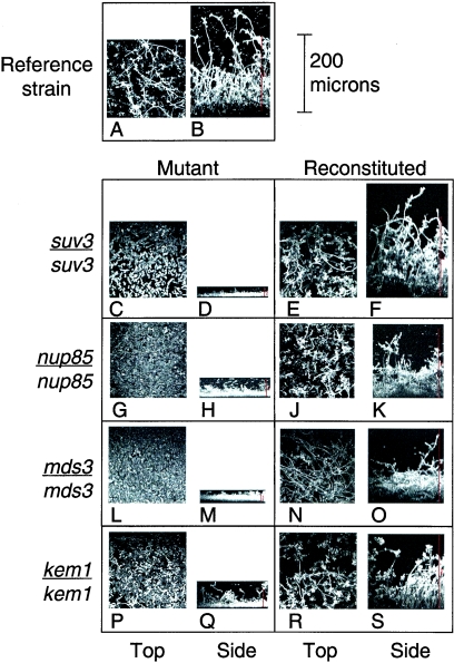 FIG. 2.