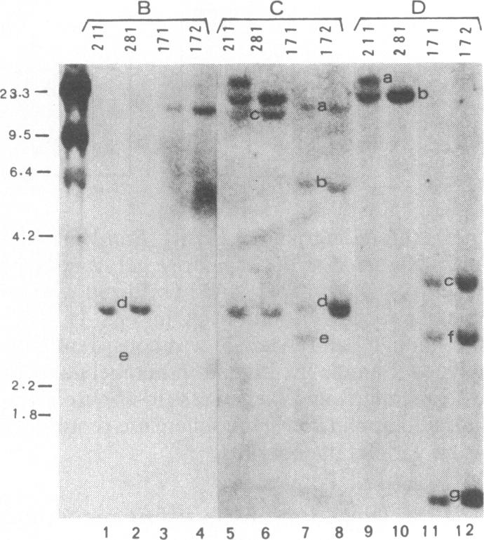 graphic file with name pnas00349-0319-a.jpg