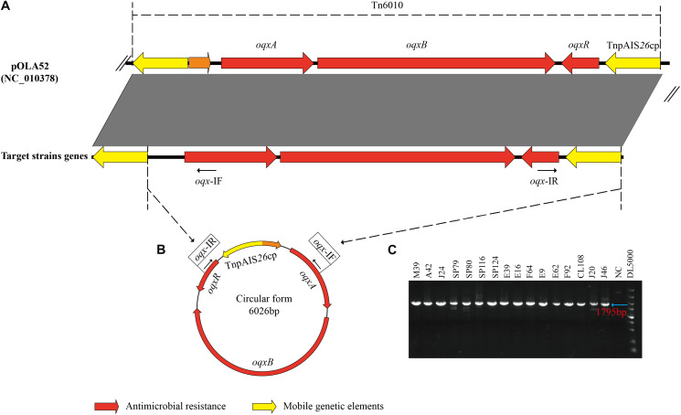 FIGURE 2