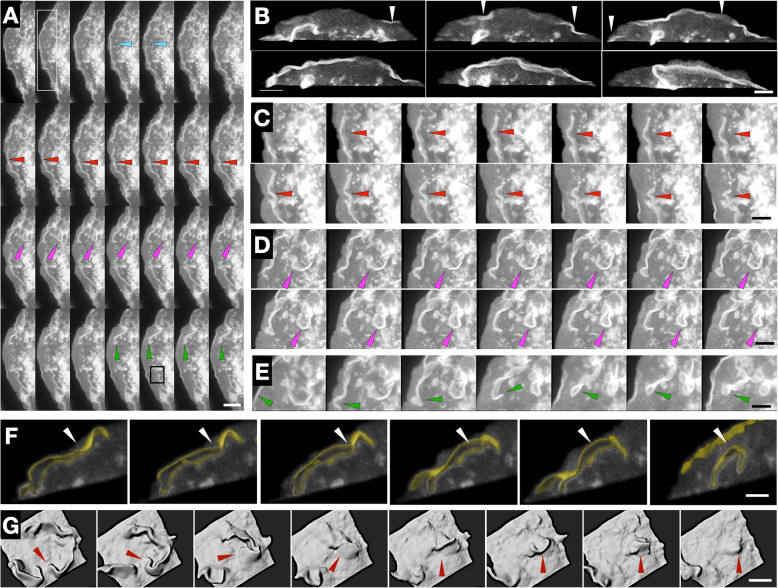 Fig. 4.