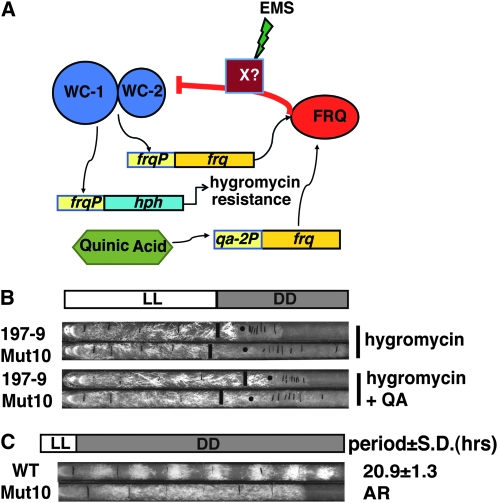 Figure 1.—