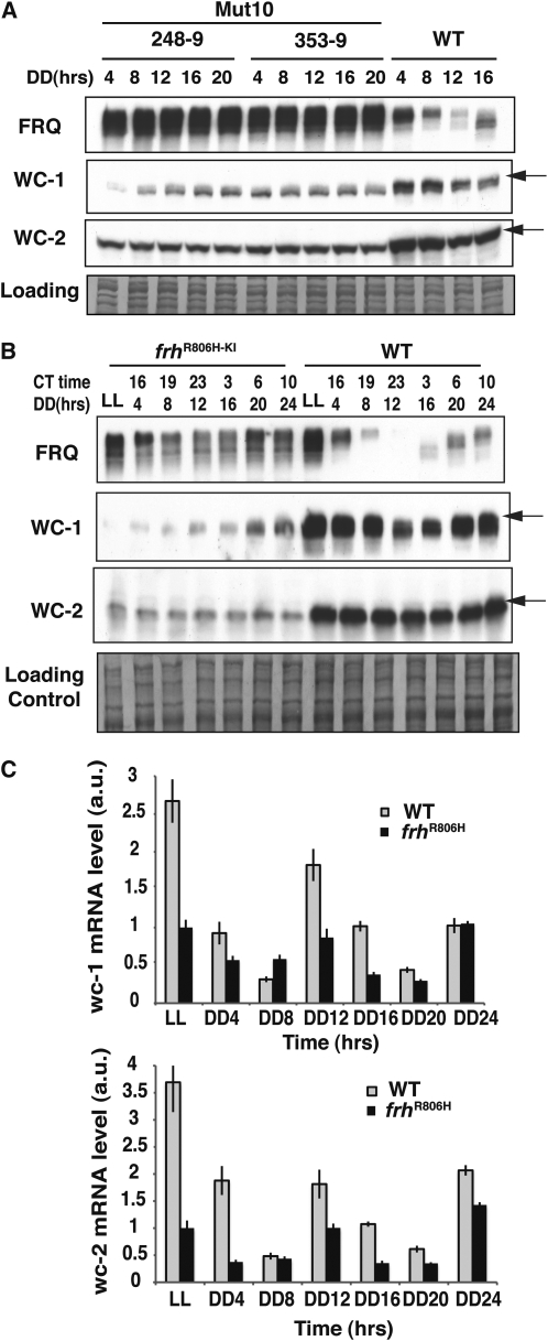 Figure 5.—