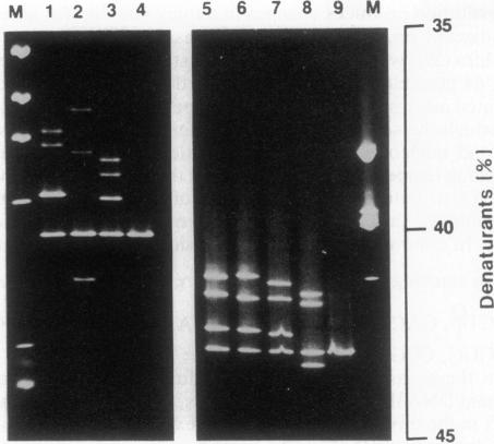 graphic file with name pnas01069-0038-a.jpg