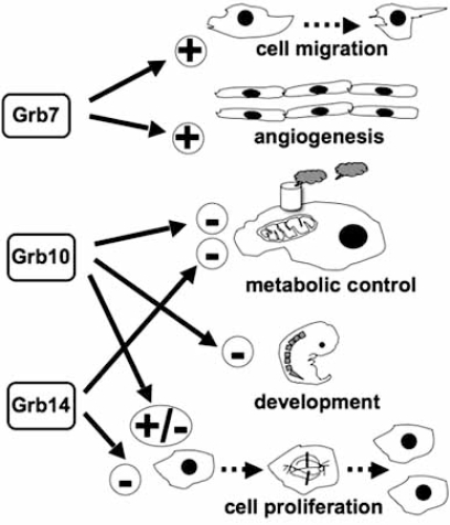 Fig. (1)