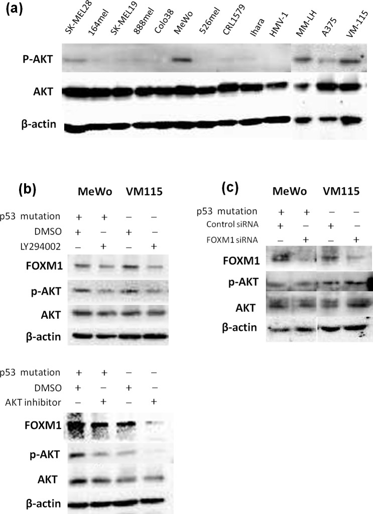 Fig 7