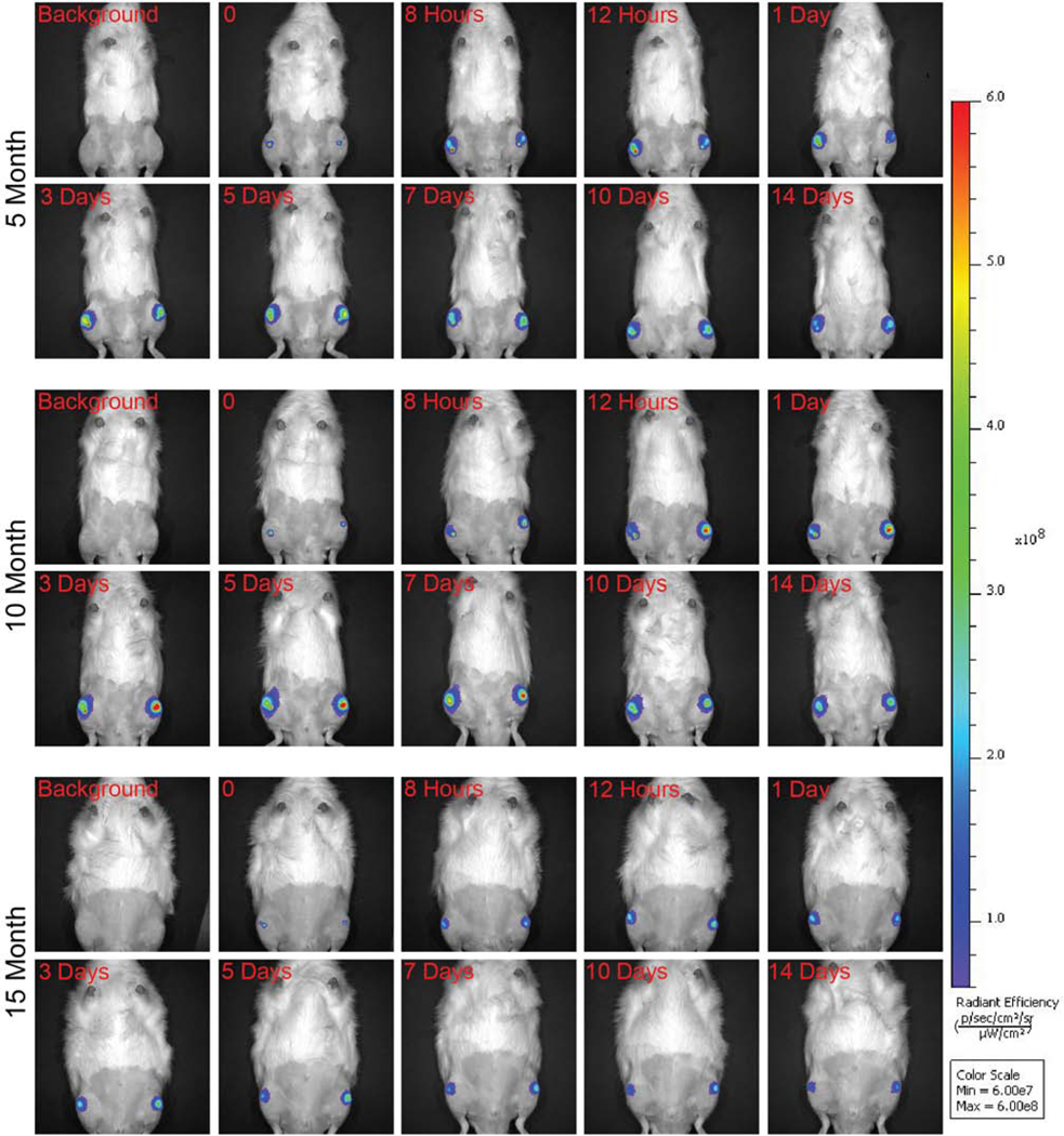 Fig. 3: