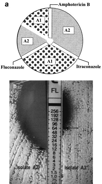 FIG. 1