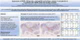 Graphical Abstract