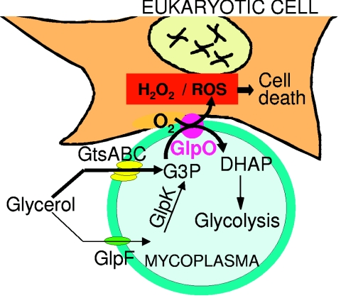 FIG. 4.