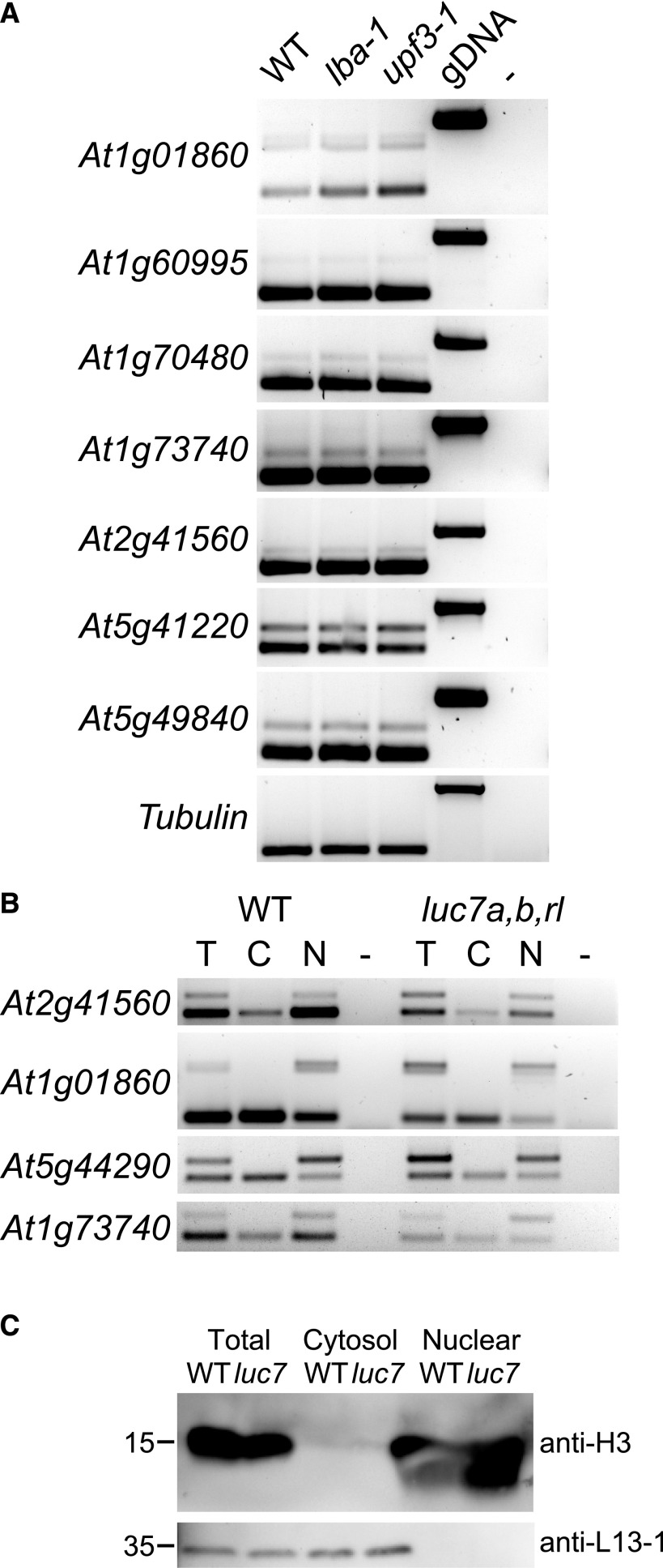 Figure 7.