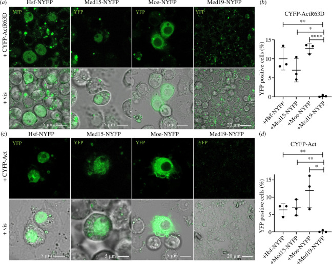 Med15 and Hsf bind actin.