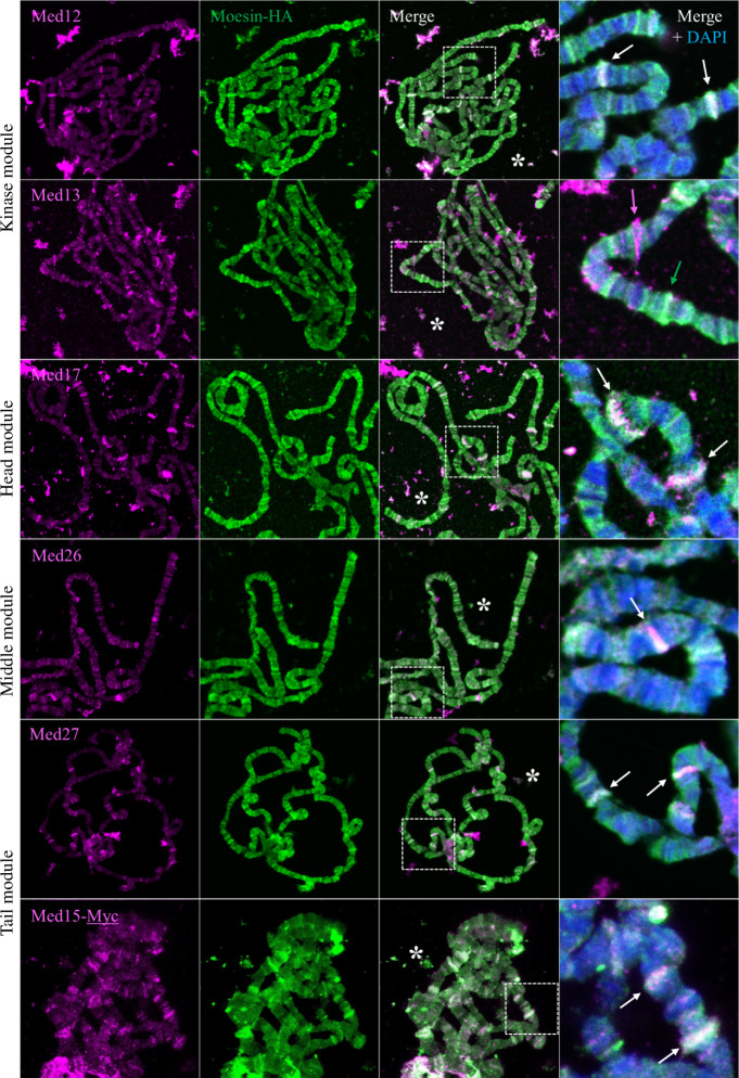 Moesin co-localizes with a subset of Mediator complex members on giant polytene chromosomes.