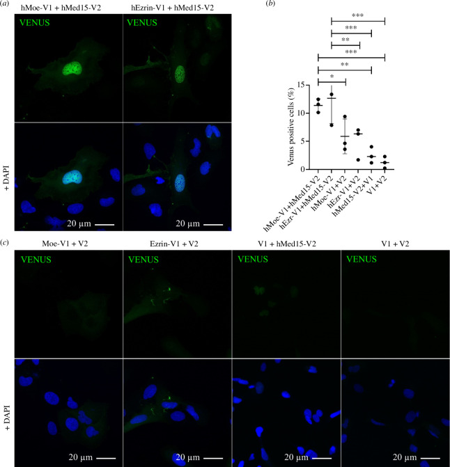 Moesin binding to Mediator complex is evolutionary conserved.