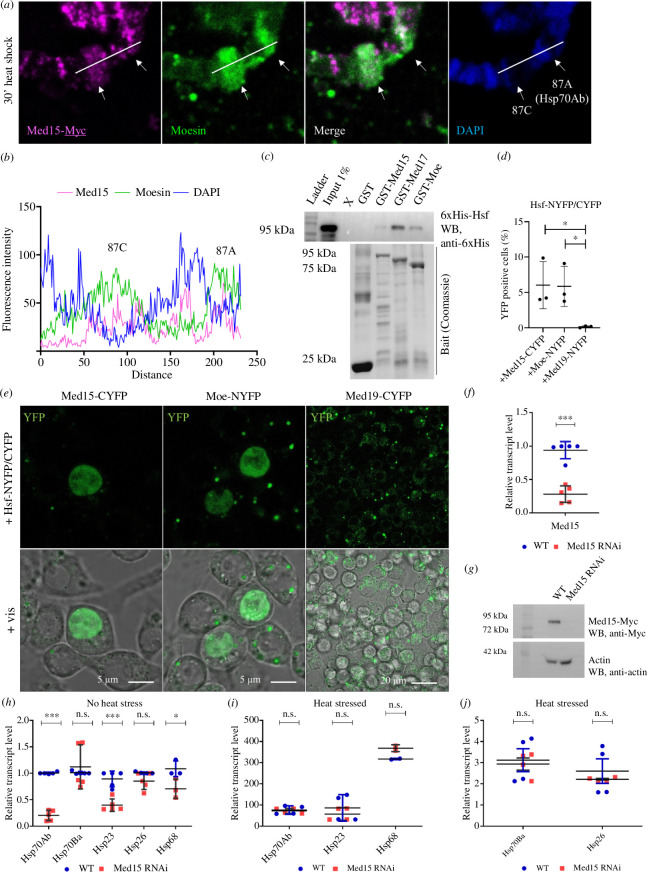 Med15 binds Hsf and is involved in Hsp gene expression in Drosophila.