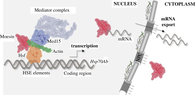 Model depicting the role of Moesin in Hsp gene expression.