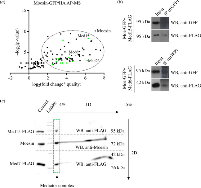 Moesin interacts with the Mediator complex.