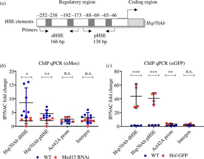 The presence of Moesin in the regulatory region of the Hsp70Ab gene depends on Med15.