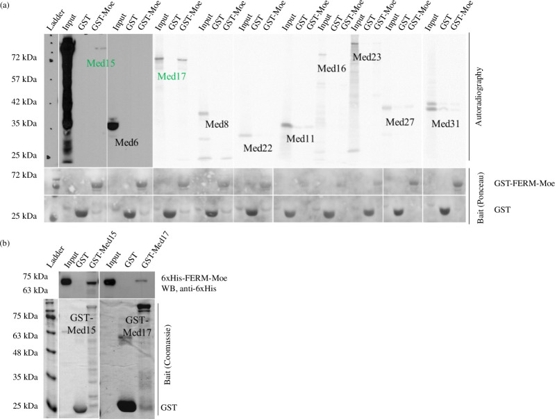 Moesin interacts with Mediator complex subunits in vitro.