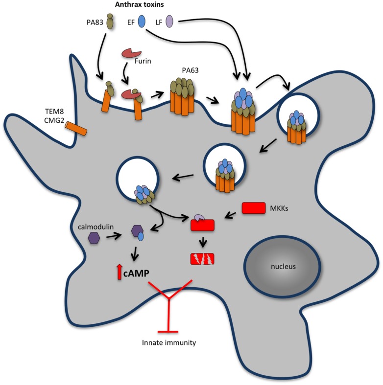 FIGURE 2