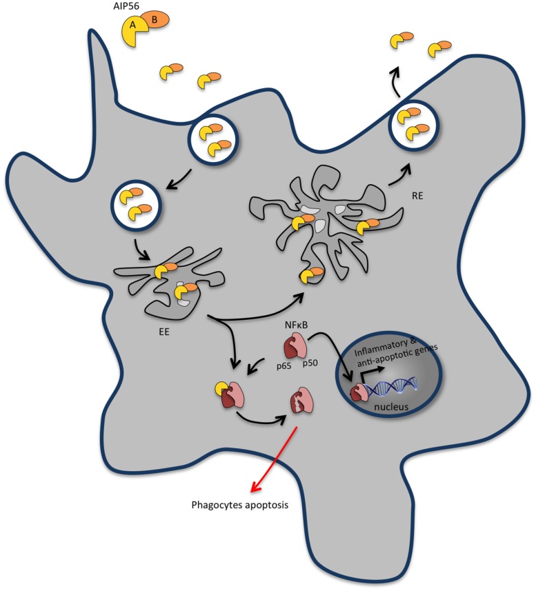 FIGURE 3