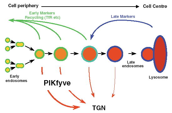 Fig. 10