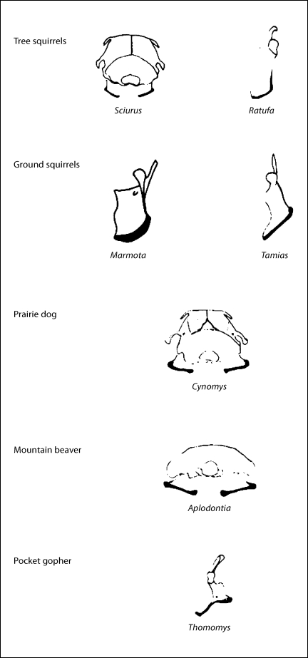 Functional Anatomy of Incisal Biting in Aplodontia rufa and Sciuromorph ...