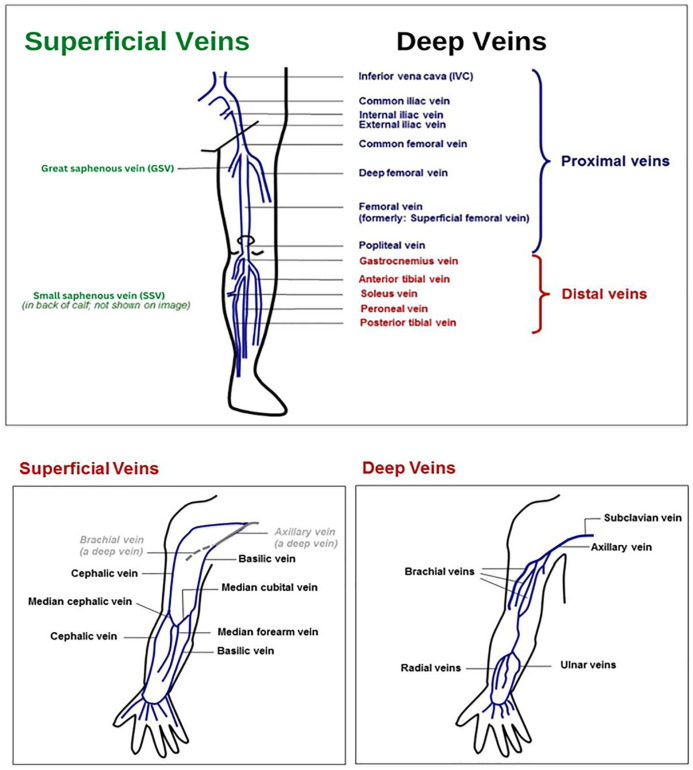 Vascular Disease Patient Information Page: A guide for patients with ...