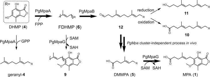 Scheme 2