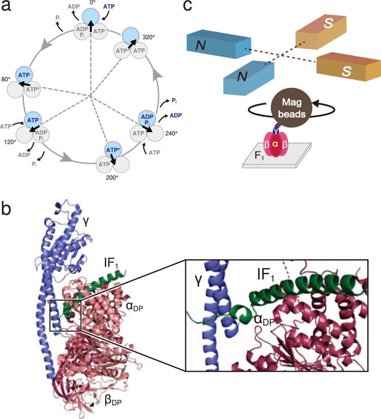 Fig. 1