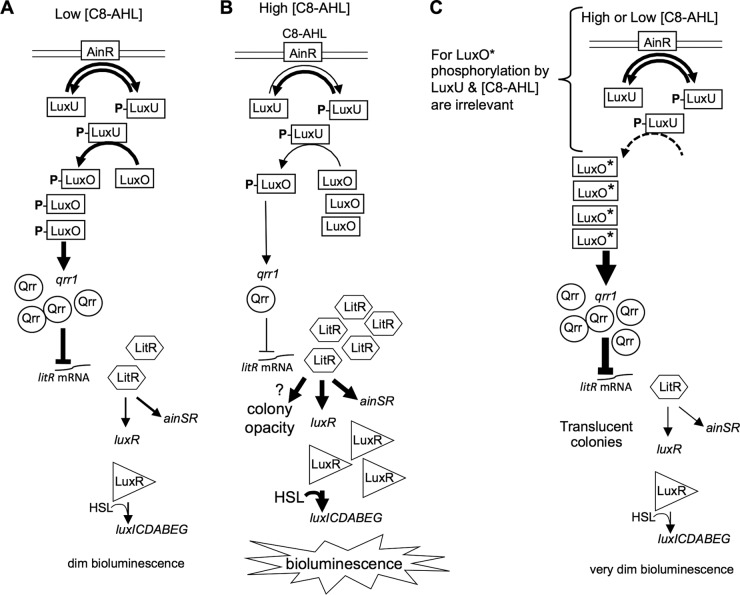 FIG 1