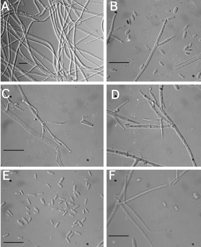 Fig. 25.