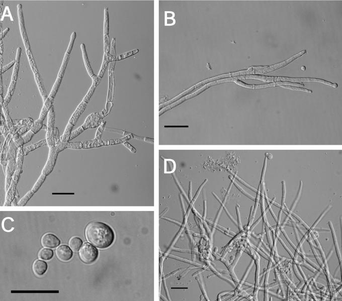 Fig. 14.