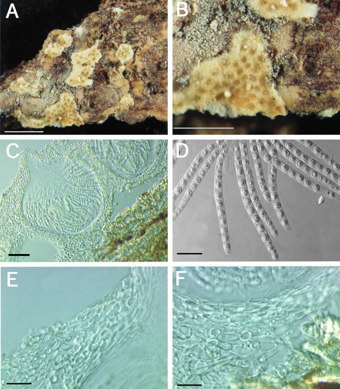 Fig. 26.