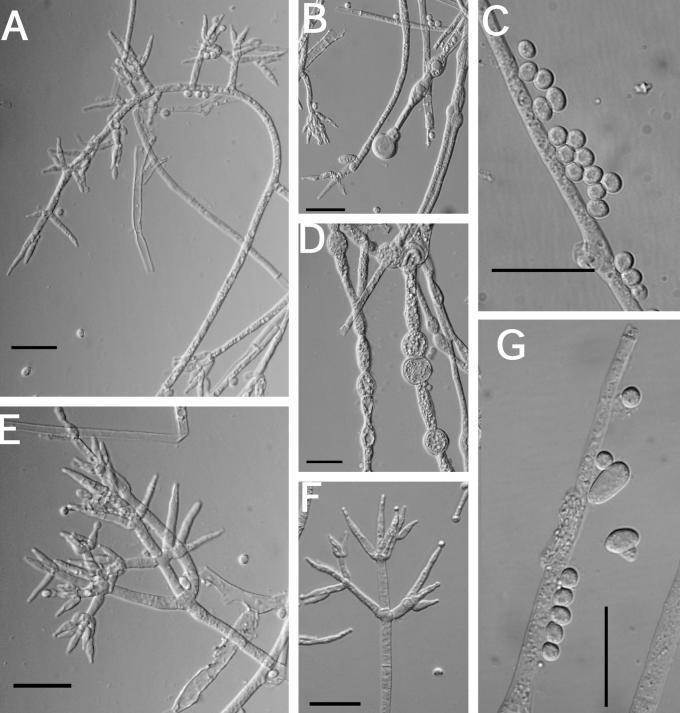 Fig. 8.