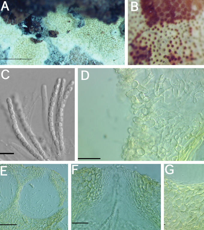 Fig. 15.