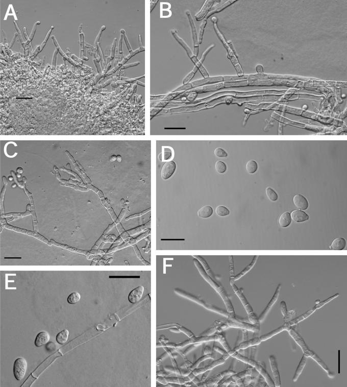 Fig. 16.