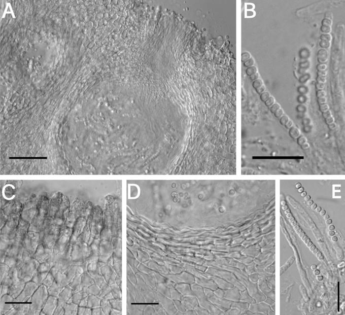 Fig. 13.