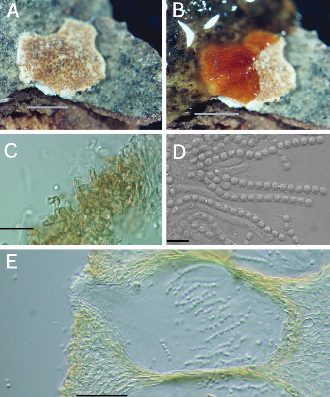 Fig. 22.