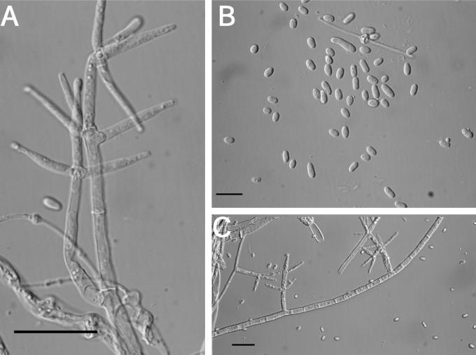 Fig. 23.