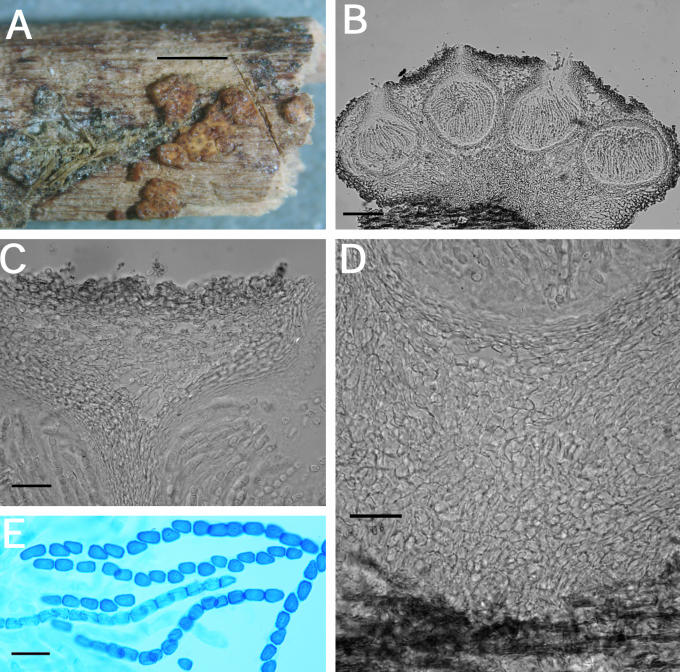 Fig. 21.