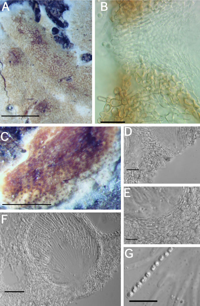 Fig. 24.