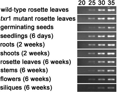 Figure 11.