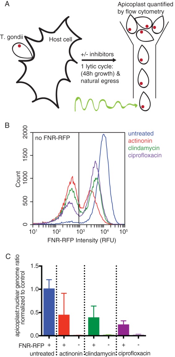 FIG 1