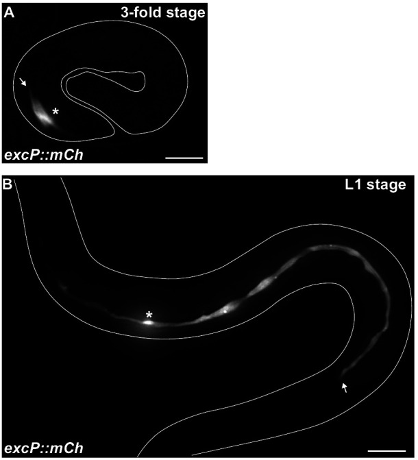 Figure 1—figure supplement 1.