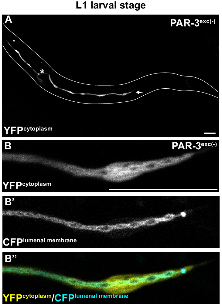 Figure 4—figure supplement 2.