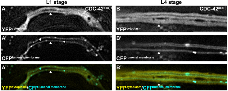 Figure 4—figure supplement 1.