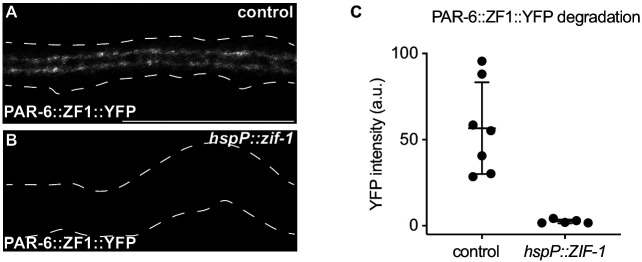 Figure 5—figure supplement 1.