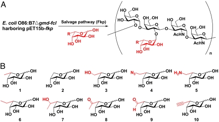 Fig. 2.